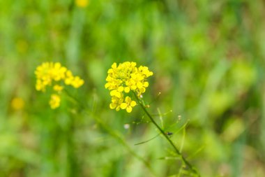 Yumuşak odak noktasında açan parlak sarı kır çiçekleri ve canlı yeşil arka plan bokeh