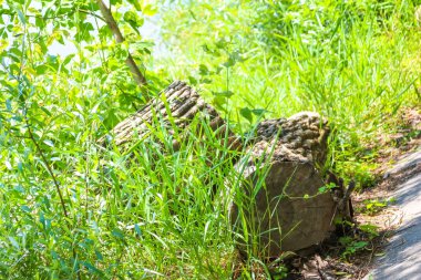 Antik taş kalıntıları yosun kaplı kayalarla kaplı yabani bitki örtüsünden doğar ve gizemli orman arkeolojik alanı yaratır.