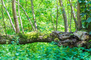 Devrilmiş ağaç gövdesi zümrüt yeşili yosun kaplı orman zemininde, sık ormanlık alanda yatıyor.
