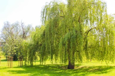 Bahar parkında dalları sarkık, huzurlu söğüt ağacı. Yumuşak doğal ışıklandırmayla.
