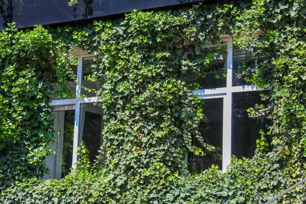 Kentsel altyapı destek direklerinde yetişen yoğun yeşil sarmaşık bitkisi.