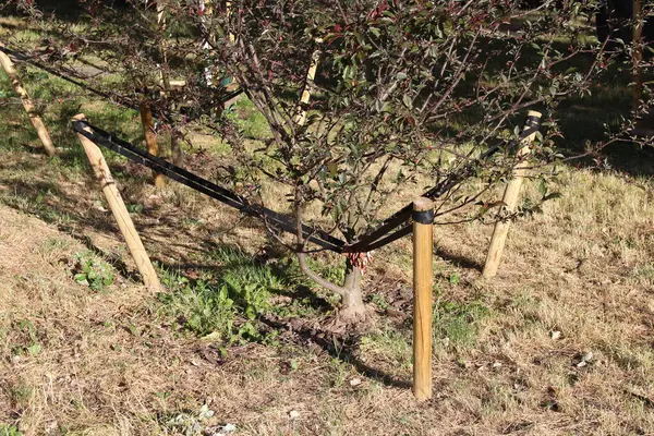 Tahta kazıklar, arka planda çıplak ağaçlarla temizlenmiş toprak alandaki temel sınırları işaretliyor.