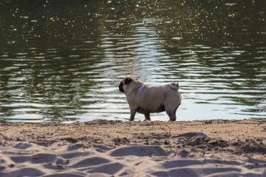 Sakin göl suyunun yanında kumlu sahilde tek başına yürüyen yetişkin bir yaban domuzu.
