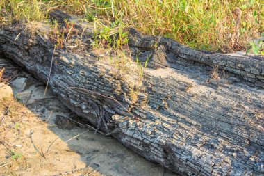 Yıpranmış ahşap kalaslar ve sürüklenen odun parçaları kumlu sahil şeridi boyunca bitki örtüsüyle dağılmış.