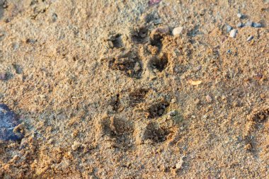Hayvan pençesi izleri ıslak kumlu topraktan derinden etkilenmiş. Vahşi yaşamın kanıtları izlediğini gösteriyor.