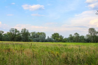 Kırsal alanda, dramatik bulutlu gökyüzü altında dağınık ağaçlarla geniş yeşil çayır.