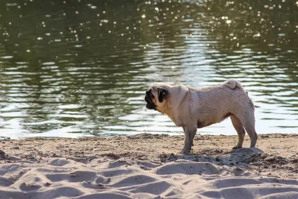 Kahverengi köpek, sakin bir açık hava anında sığ göl suyunda tetikte bekliyor.