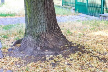 Şehir avlusunda büyüyen büyük ağaç gövdesi, renkli oyun alanı ekipmanlarıyla çevrili.