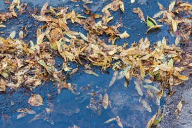 Mavi su yüzeyinde süzülen sonbahar yaprakları doğal soyut desen oluşturur