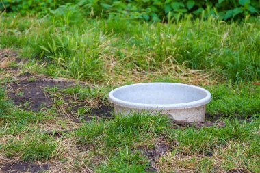 Beyaz seramik su kasesi bahçedeki yeşil çimlerin üzerine yerleştirildi.