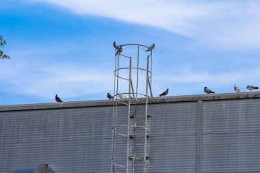 Havalandırma sistemli endüstriyel metal çatı ve parlak mavi gökyüzü arka planına tünemiş kuşlar.