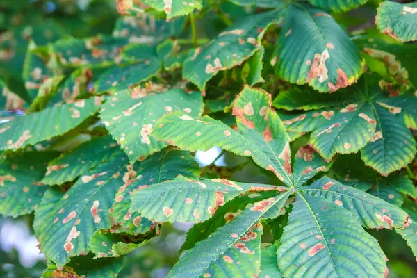 Geniş yapraklı yemyeşil bitki örtüsü açık havada yoğun doğal bitki örtüsü oluşturur.
