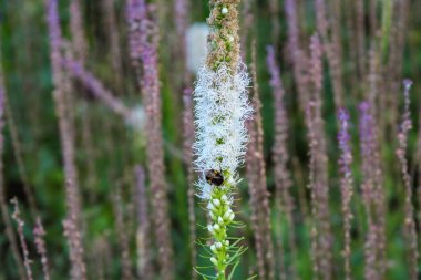 Beyaz huş ağacı gövdesi, belirgin kabuk dokusuyla mor çiçekli bitkilerin arasında duruyor.