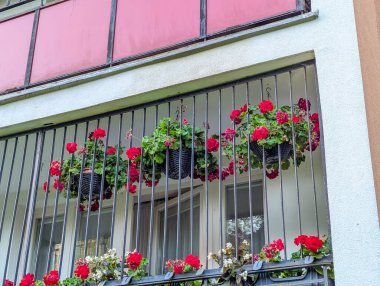 Güzel kırmızı sardunya çiçekleri dekoratif metal çitlerin arkasında yerleşim yerinin balkonunda çiçek açıyor.