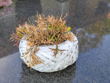 Warsaw, Poland, June 16, 2025 Weathered white planter with dried plant remains shows passage of time in cemetery memorial decoration