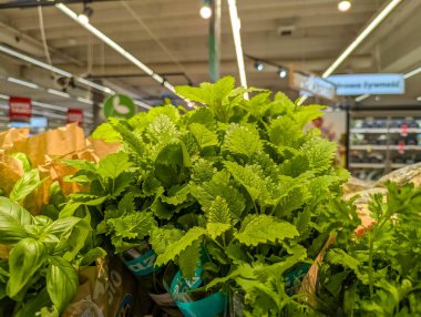 Süpermarket üretim bölümünde düzenli perakende satış sistemi bulunan taze yapraklı marul çeşitleri. Yüksek kalite fotoğraf