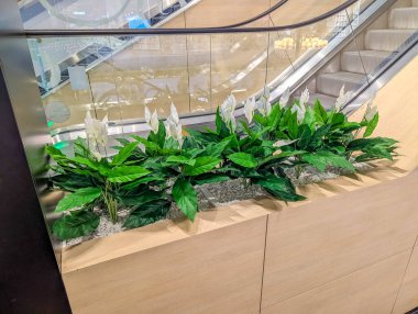 Beton yüzeyde büyüyen yeşil yapraklı bitki, doğanın kentsel çevredeki esnekliğini gösteriyor. Yüksek kalite fotoğraf