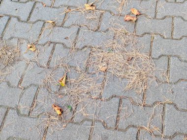 Varşova, Polonya, 20 Eylül 2025. Gri taş döşeme döşemeleri ve dağınık sonbahar yaprakları üzerimizde doğal doku desenli şehir geçidi detaylarını bırakır. Yüksek kalite fotoğraf