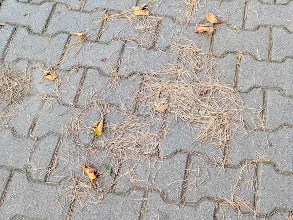 Varşova, Polonya, 20 Eylül 2025. Gri taş döşeme döşemeleri ve dağınık sonbahar yaprakları üzerimizde doğal doku desenli şehir geçidi detaylarını bırakır. Yüksek kalite fotoğraf