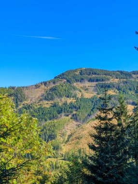 Panoramic view of forested mountain slopes with rocky summit under bright blue sky in Zakopane Poland landscape. High quality photograph.