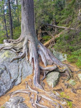 Ancient weathered tree trunk with exposed roots standing resilient in Tatra mountain forest near Zakopane, Poland. High quality photograph