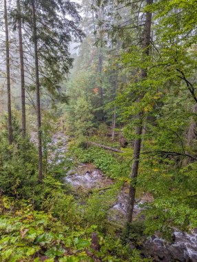 Misty mountain forest trail beside flowing creek with moss-covered rocks in Tatra Mountains near Zakopane, Poland. High quality photograph