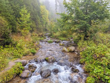 Powerful mountain creek with turbulent rapids flowing through rocky forest gorge in Tatra Mountains near Zakopane, Poland. High quality photograph