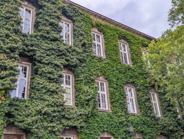 Geleneksel tuğla bina dışı beyaz pencereli, yemyeşil sarmaşık tırmanma tesisleri ile çevrili doğal dikey bahçe etkisi yaratıyor. Yüksek kalite fotoğraf