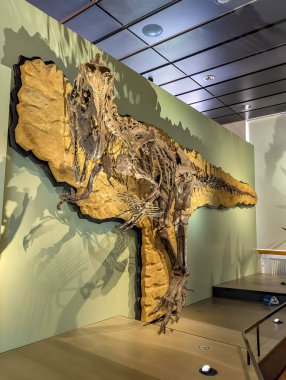 Doğal Tarih Müzesi 'nde sergilenen Tyrannosaurus Rex iskelet fosilinin detaylı yan görüntüsü. Yüksek kalite fotoğraf.