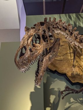 Tyrannosaurus Rex 'in kafatası ve üst iskeleti, müze sergisinde büyük bir çene yapısı gösteriyor. Yüksek kalite fotoğraf.
