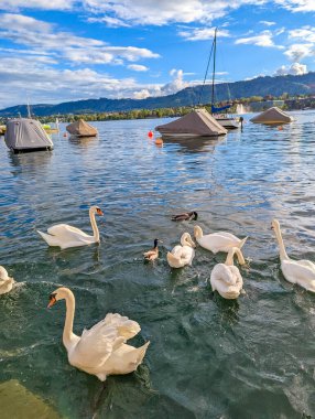 Beyaz kuğular ve ördekler Zürih Gölü turkuazında huzur içinde yüzüyor ve İsviçre 'nin bulutlu gökyüzünün altında yelkenliler demirliyor. Yüksek kalite fotoğraf