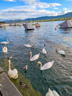 Zürih, İsviçre, 20 Eylül 2025. Beyaz kuğular ve ördekler İsviçre 'nin mavi gökyüzünün altında demirli yelkenli tekneleriyle Zürih Gölü' ndeki taş toprak setinin yanında yüzüyorlar. Yüksek kalite fotoğraf