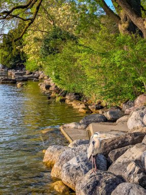 İsviçre 'nin Zürih kentindeki Limmat nehri boyunca büyük taşlı doğal kayalık nehir kıyısı ve yeşil bitki örtüsü. Yüksek kalite fotoğraf.