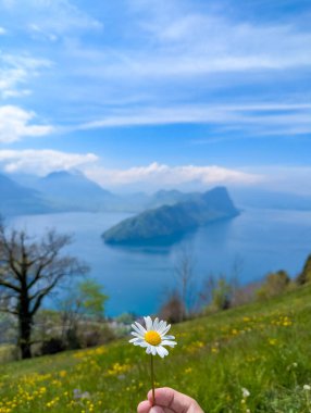 Lucerne Gölü ve uzak Alpler 'e tepeden bakan yeşil İsviçre dağ yamacında açan papatya çiçeği. Yüksek kalite fotoğraf.