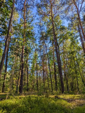 Yoğun çam ormanları, uzun düz ağaçlar ve yaz aylarında Bavyera Almanya 'nın doğal ormanları. Yüksek kalite fotoğraf