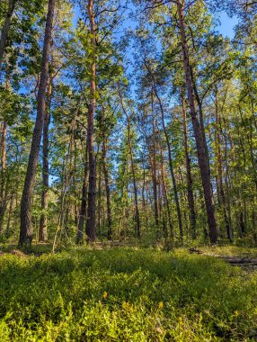 Varşova Polonya 'daki Vistula Nehri boyunca düz uzun gövdeleri ve çalılıkları olan yoğun çam ormanı doğal orman manzarası. Yüksek kalite fotoğraf