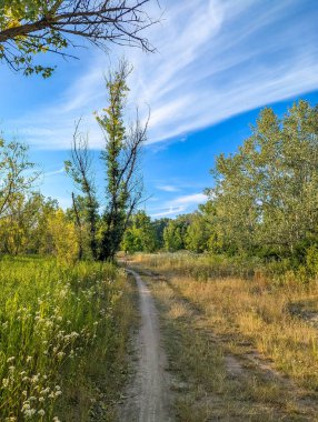 Vistula Nehri yakınlarındaki Varşova Polonya kırsalında mavi gökyüzünün altındaki ağaçlarla altın çim tarlasından geçen toprak yol. Yüksek kalite fotoğraf