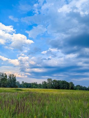 Lush green field with scattered trees under dramatic blue cloudy sky near Vistula River Warsaw Poland rural landscape. High quality photograph