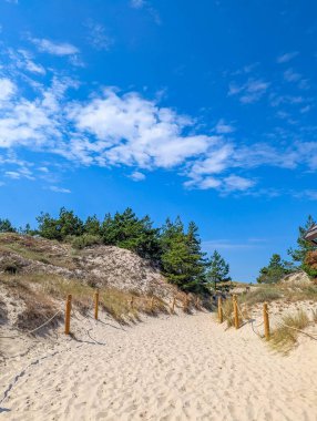 White sand dunes with green pine trees and wooden path markers under blue sky near Leba Poland. High quality photograph
