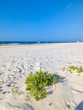 Baltık Denizi yakınlarında Leba Polonya 'da açık gökyüzünün altında büyüyen küçük yeşil bitkilerle dolu beyaz kumlu bir sahil. Yüksek kalite fotoğraf