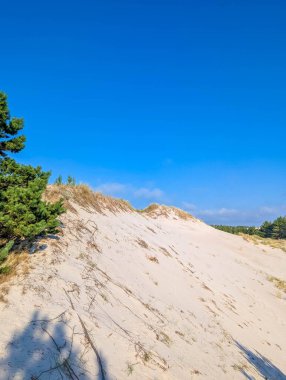 Leba Polonya Baltık kıyı şeridi yakınlarında açık mavi gökyüzünün altında yeşil çam ağaçlarıyla sarp beyaz kum tepecikleri. Yüksek kalite fotoğraf