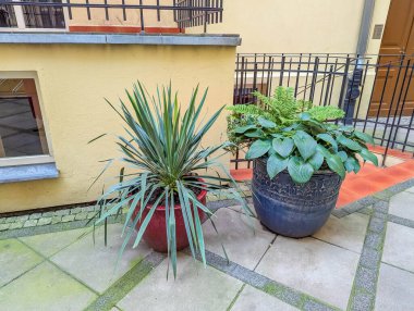 Çağdaş cam balkon korkuluklarına yerleştirilmiş sulu bitkiler ve süs otları kentsel mimari arka plana sahip. Yüksek kalite fotoğraf.