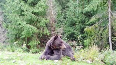 Bu ayı ormanda rahat bir yer buldu ve anın tadını çıkarıyor. Düşüncelere dalmış gibi görünüyor ama çok sevimli ve huzurlu görünüyor..