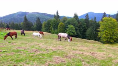 Görkemli bir ormanla çevrili verimli bir dağ tarlasında huzur içinde otlayan atların güzel bir videosu. Doğanın ve özgürlüğün huzurlu ve resimsel bir sahnesi..