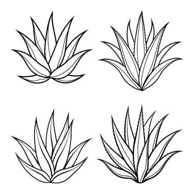 Satır Sanat Biçimli Aloe vera vol-1