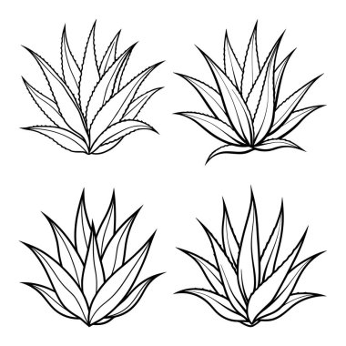 Satır Sanat Biçimli Aloe vera vol-2