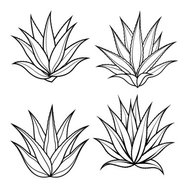 Satır Sanat Biçimli Aloe vera vol-4