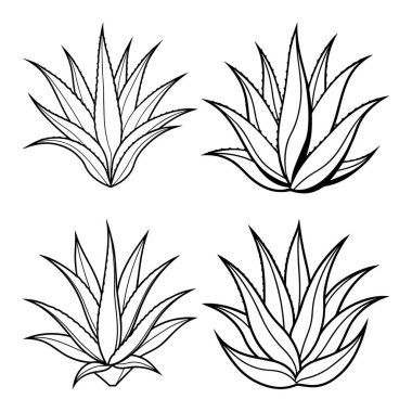 Satır Sanat Biçimli Aloe vera vol-5