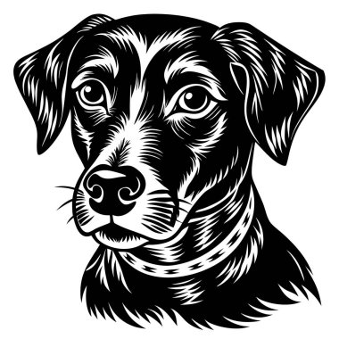 Ayrıntılı Siyah-Beyaz Köpek Resimleri