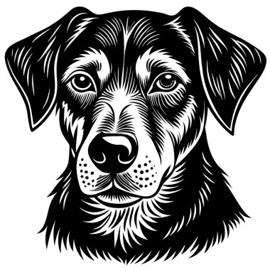 Ayrıntılı Siyah-Beyaz Köpek Resimleri